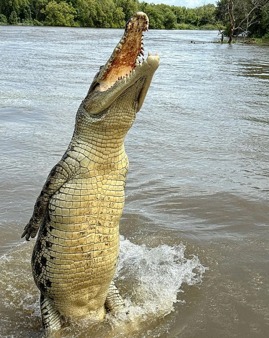 A Lesson in Crocodile Biology