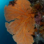 Can You See The Great Barrier Reef In Winter