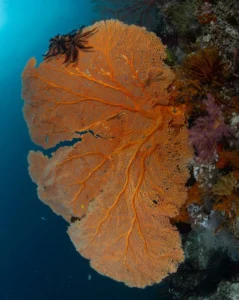 Can You See The Great Barrier Reef In Winter