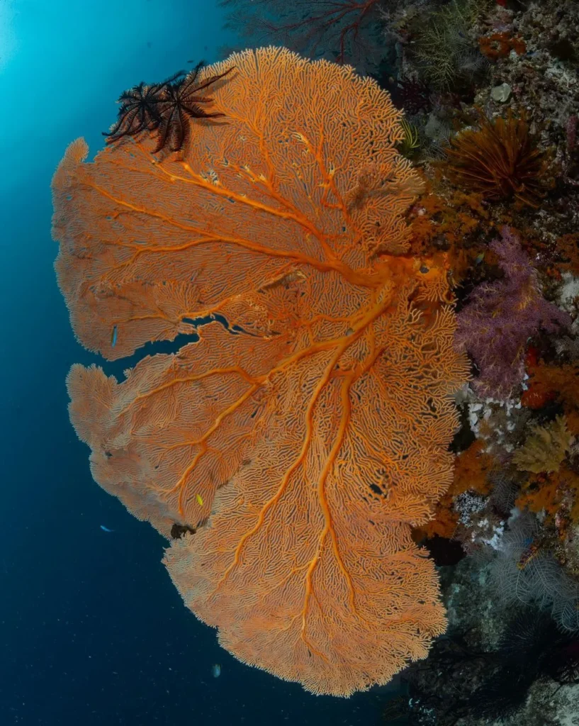 Can You See The Great Barrier Reef In Winter