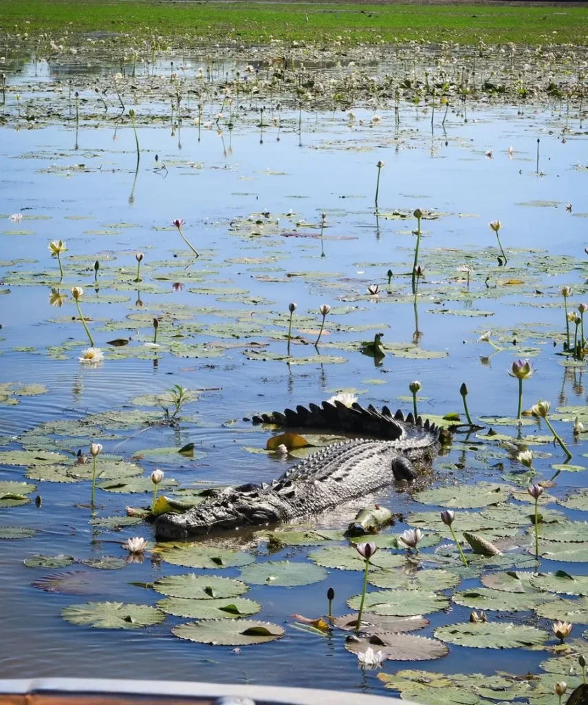 Crocodile
