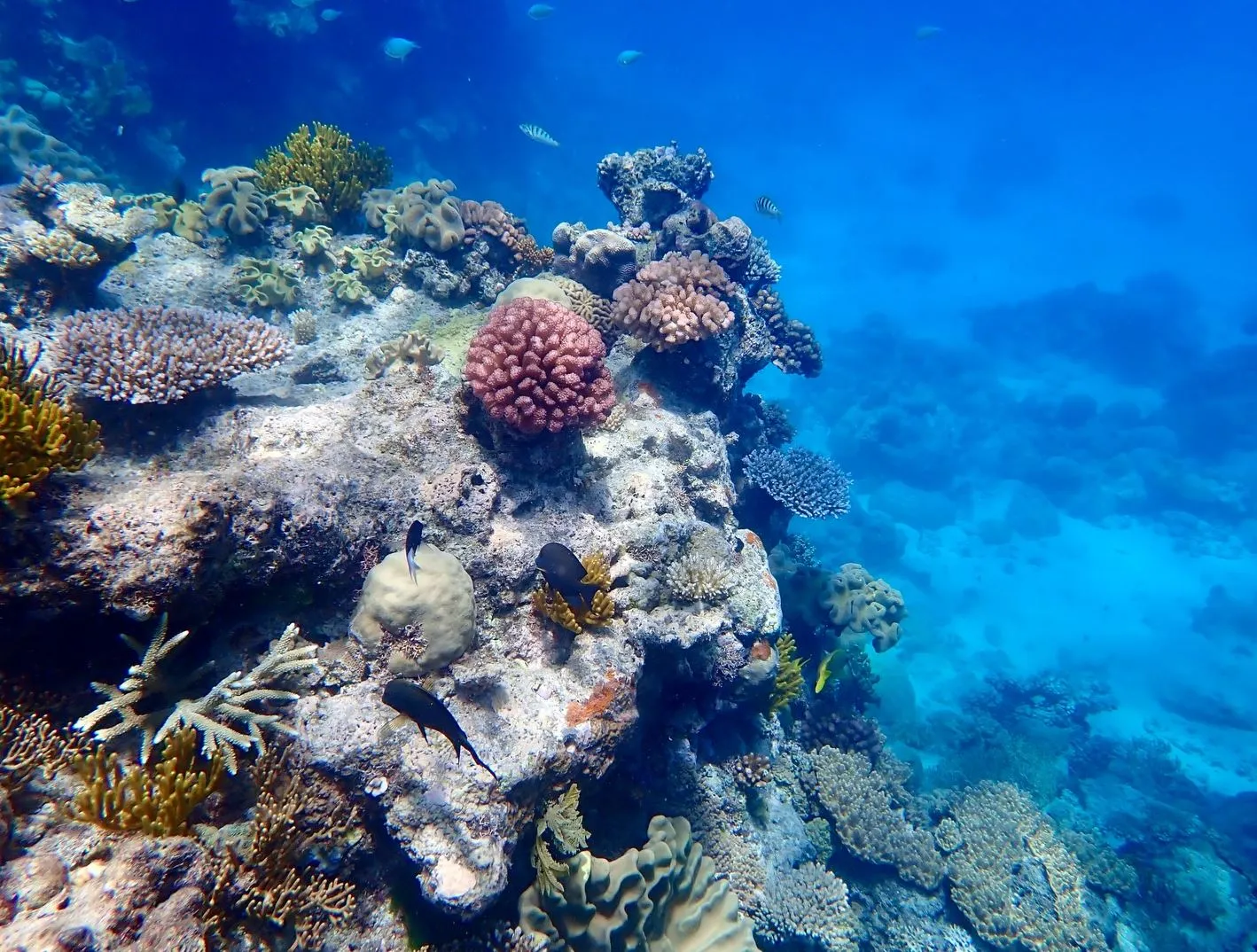Great Barrier Reef Tours