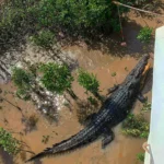 Is a Jumping Crocodile Cruise Safe for Kids and Non-Swimmers
