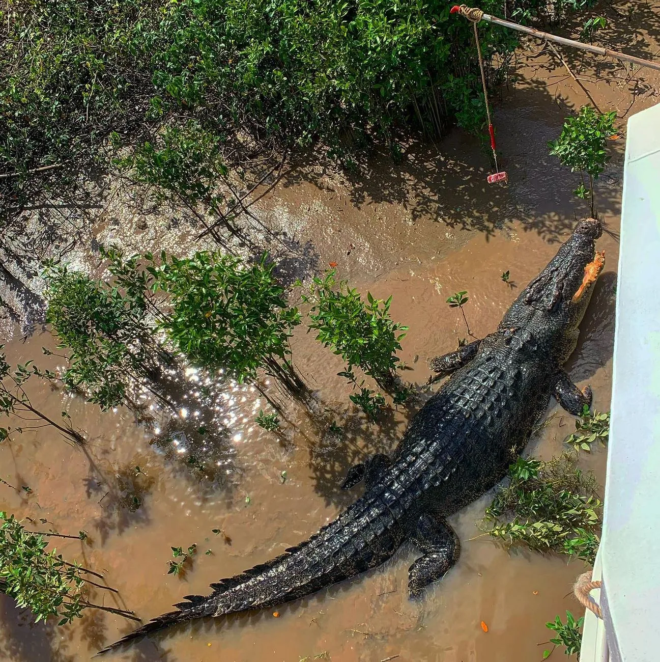 Is a Jumping Crocodile Cruise Safe for Kids and Non-Swimmers