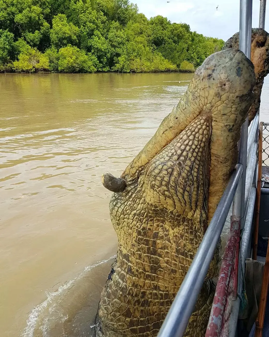 Jumping Crocodile Cruise