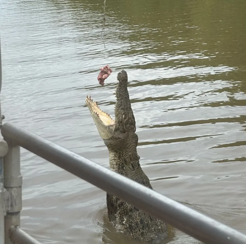 saltwater crocodiles