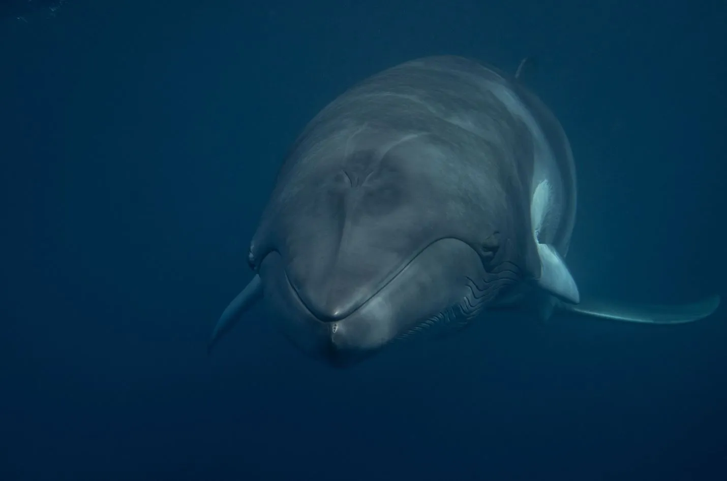 Minke Whales