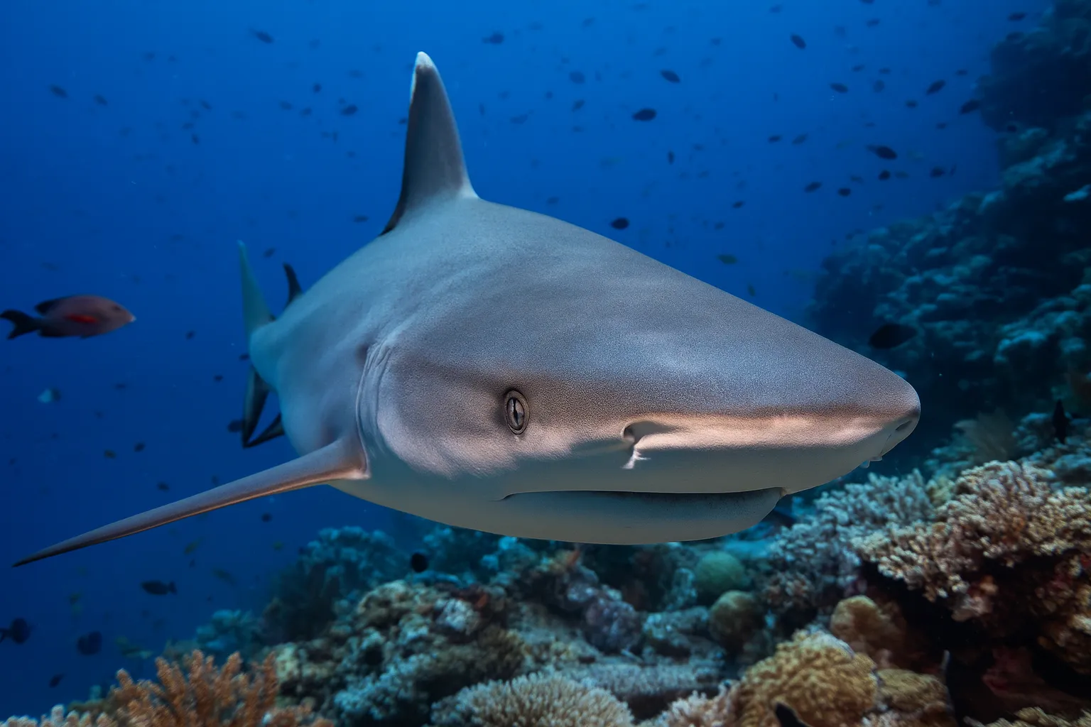 Reef sharks