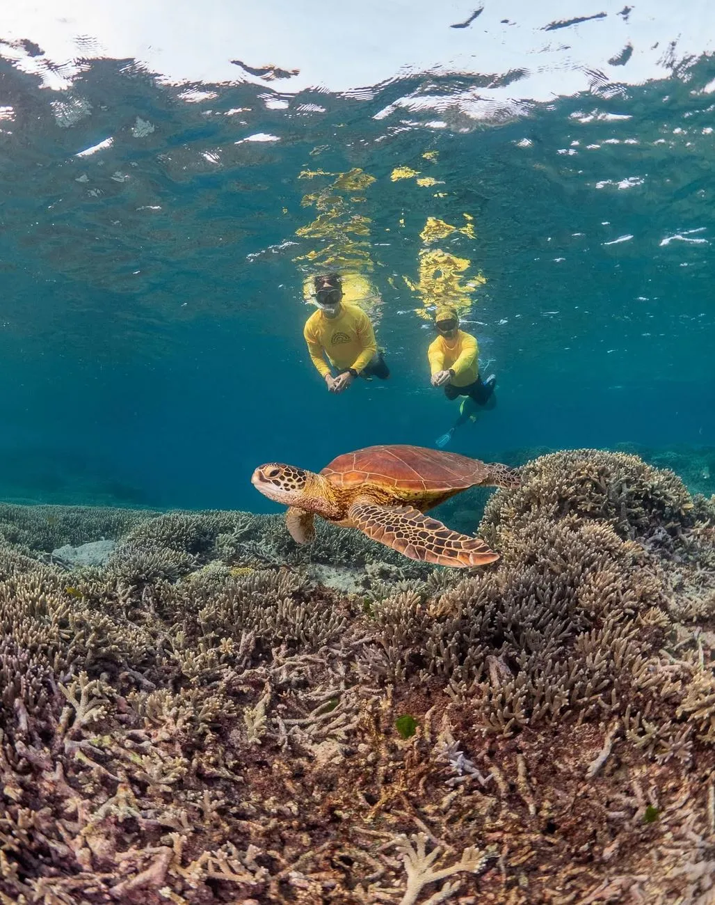 What You’ll Actually See When You Dive Down
