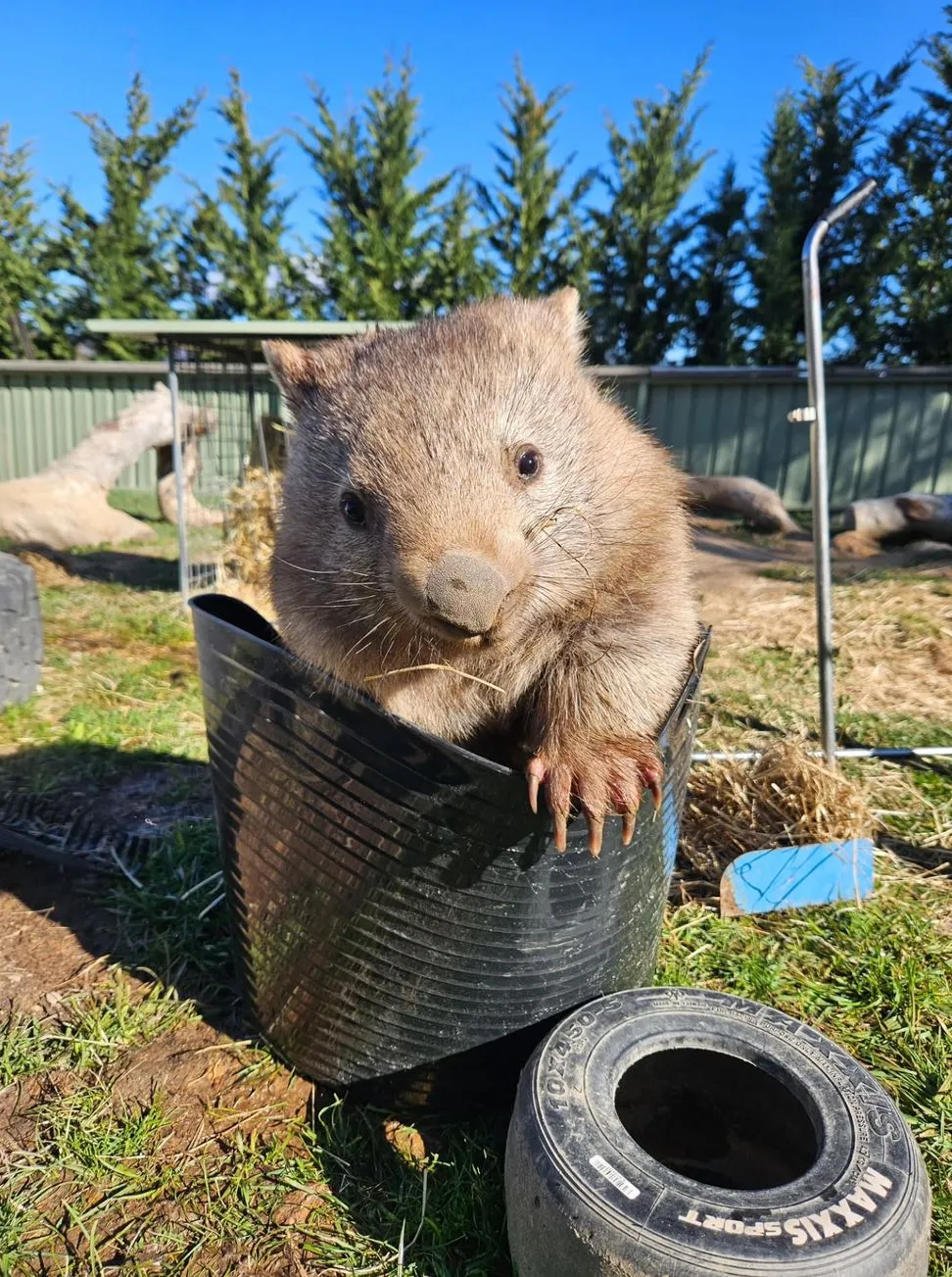 Wildlife, Trucks, And Other Hazards