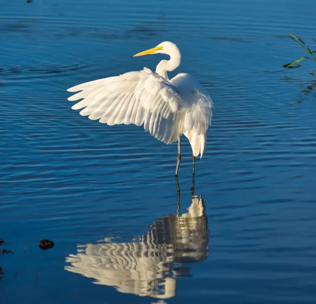  Yellow Water Billabong