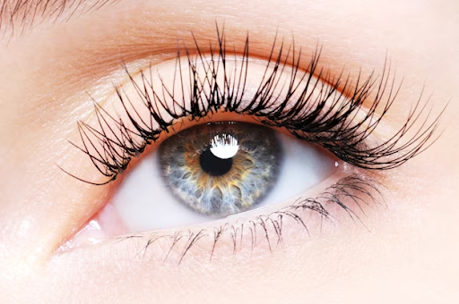 does everyone have eyelash mites